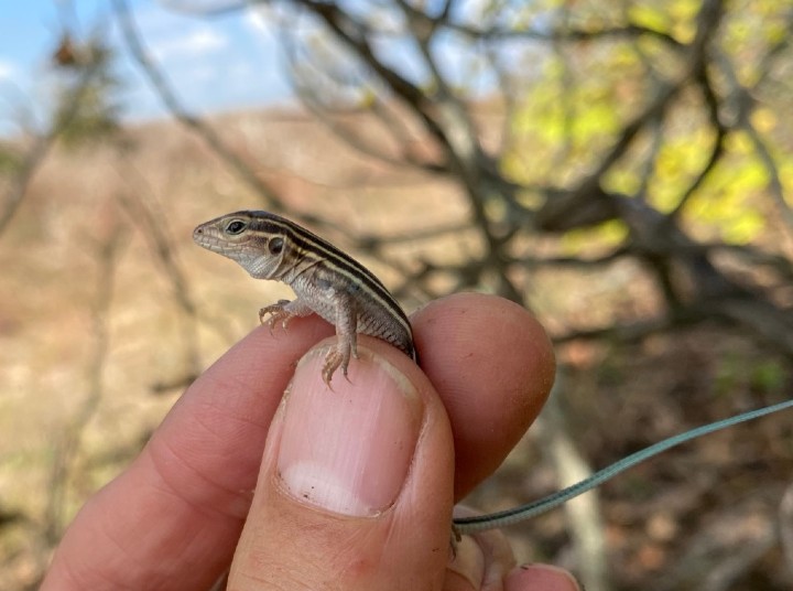 Six-lined Racerunner